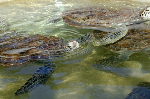 Georgetown Cayman Turtle Farm (élevage de tortues)