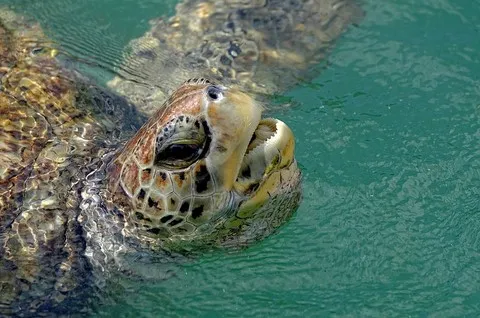 Georgetown Cayman Turtle Farm (élevage de tortues)